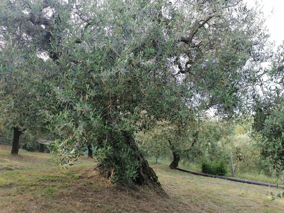 Coldifiore Penna in Teverina