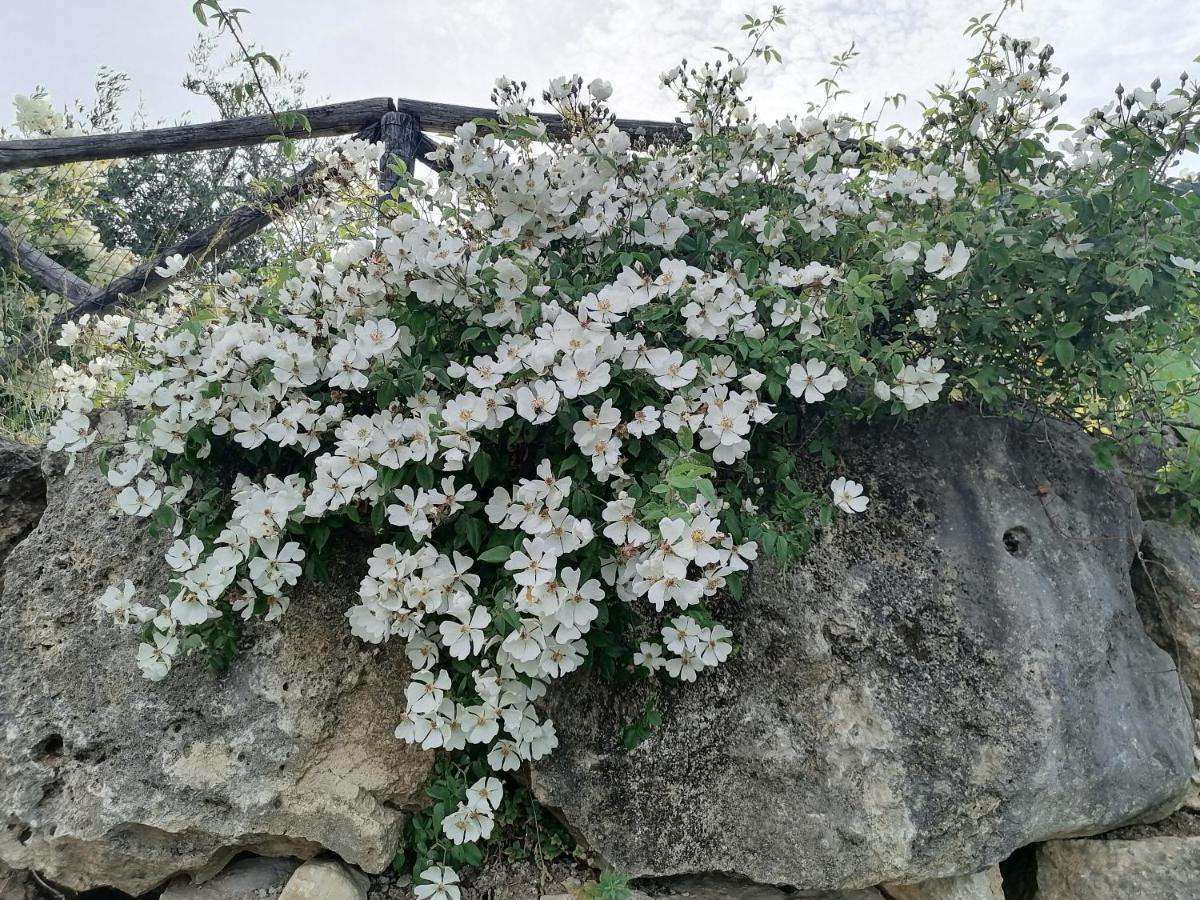 Coldifiore Penna in Teverina